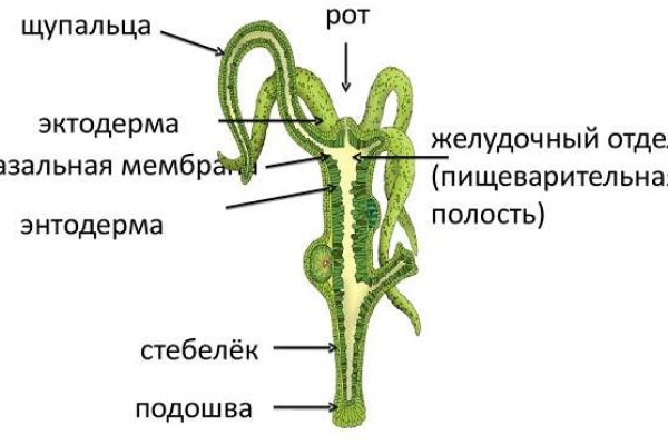 Кракен сс